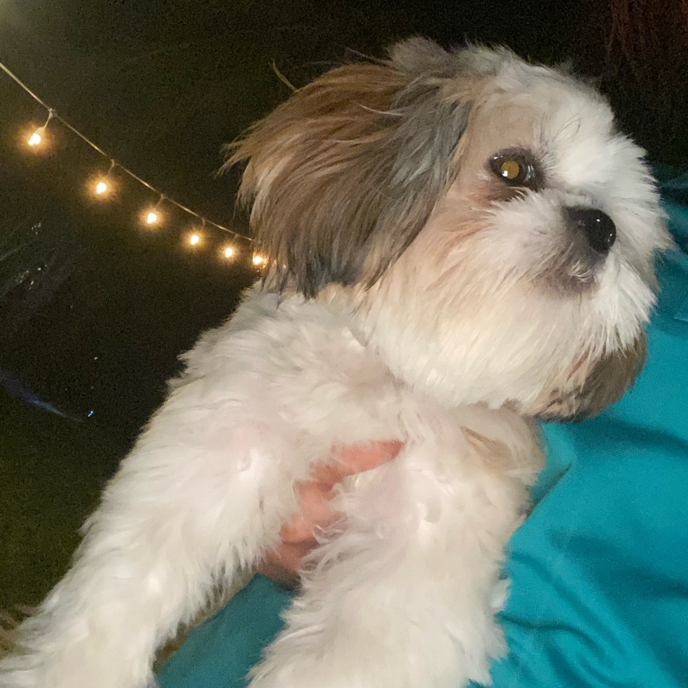 Meet your Posher, Tibisay